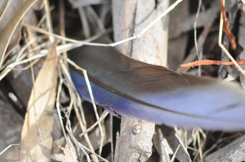 Plume de Perruche de Pennant