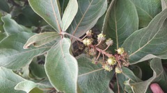 Byrsonima verbascifolia