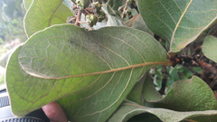 Byrsonima verbascifolia