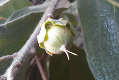 Byrsonima verbascifolia