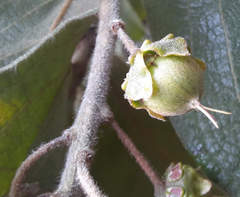 Byrsonima verbascifolia