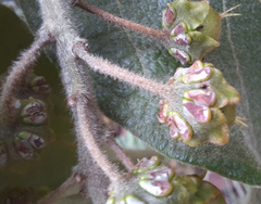 Byrsonima verbascifolia