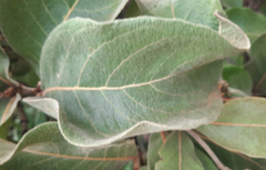 Byrsonima verbascifolia