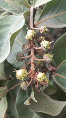 Byrsonima verbascifolia