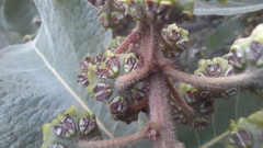 Byrsonima verbascifolia