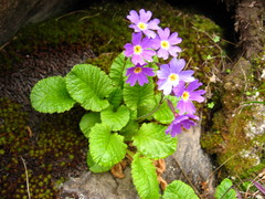 Primula amoena