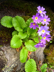 Primula amoena