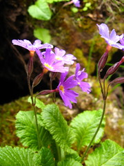 Primula amoena