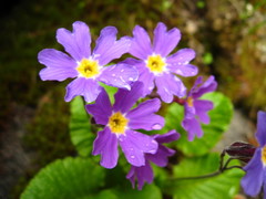 Primula amoena