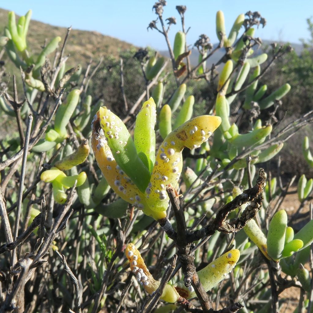 Entaspidiotus lounsburyi