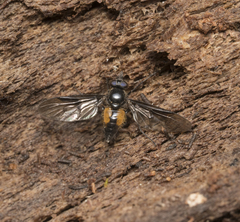 Trichopalpomyia atribasis
