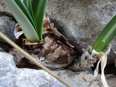 Vagaria parviflora