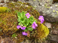 Primula amoena