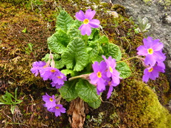 Primula amoena