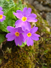 Primula amoena
