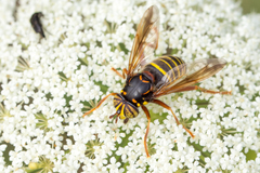 Spilomyia diophthalma