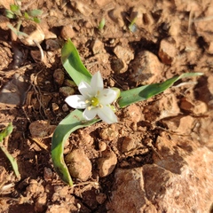 Ornithogalum lanceolatum