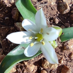 Ornithogalum lanceolatum