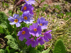 Primula amoena