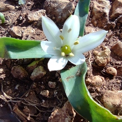 Ornithogalum lanceolatum