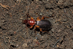 Cymindis humeralis