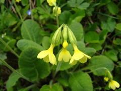 Primula pseudoelatior