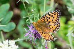 Argynnis niobe