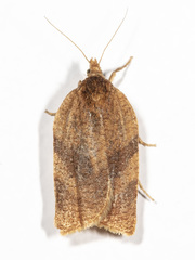 Aphelia alleniana