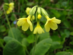 Primula pseudoelatior