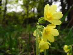 Primula pseudoelatior