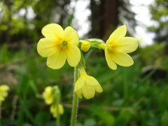 Primula pseudoelatior