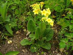 Primula pseudoelatior