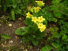 Primula pseudoelatior