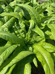 Lactuca sativa longifolia