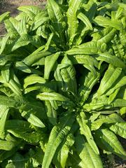 Lactuca sativa longifolia