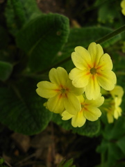 Primula pseudoelatior