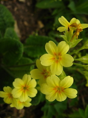 Primula pseudoelatior