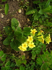 Primula pseudoelatior