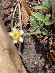 Tridax procumbens image