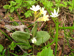 Primula pseudoelatior