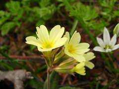 Primula pseudoelatior