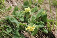 Primula pseudoelatior