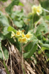 Primula pseudoelatior