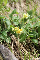 Primula pseudoelatior