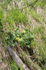 Primula pseudoelatior