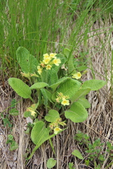 Primula pseudoelatior