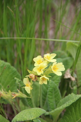 Primula pseudoelatior