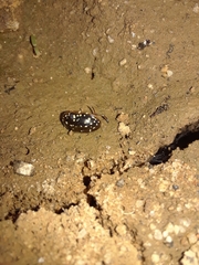 Tropisternus lateralis