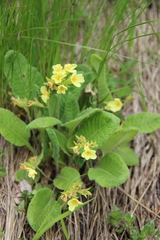 Primula pseudoelatior
