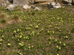Primula ruprechtii